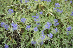 Caryopteris x clandonensis Worcester Gold — photo 2